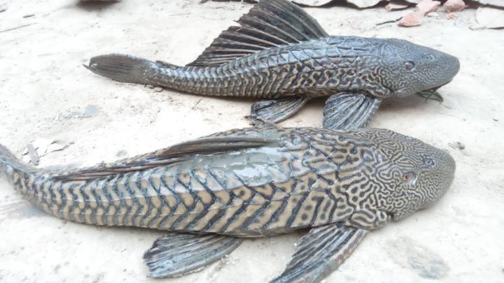 শিবপুরে ডোবায় মিলল দুটি বিদেশি সাকার মাছ
