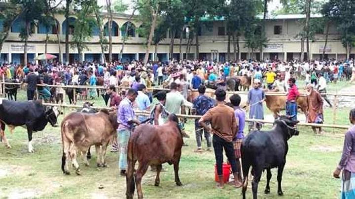 বিদ্যালয়ের মাঠে অবৈধ পশুর হাট, নামমাত্র জরিমানা